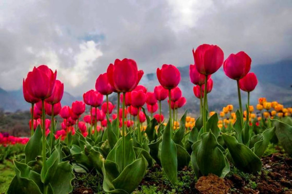 Kashmir with Vaishnodevi (13N-14D) (Group Departure)